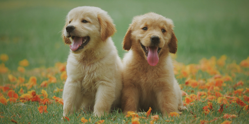 sognare cuccioli di cane
