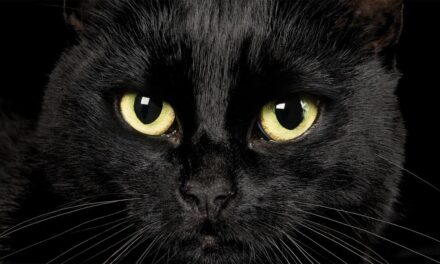 Sognare un gatto nero