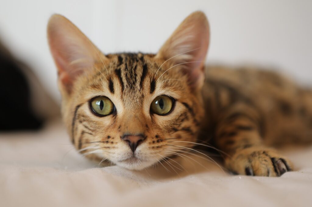Gatto nel sogno
