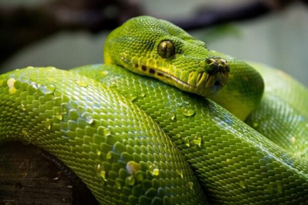 Sognare Un Serpente Che Ti Rincorre