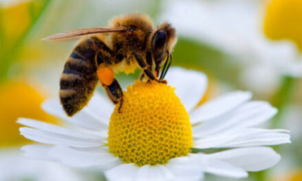 Sognare le api: guida completa