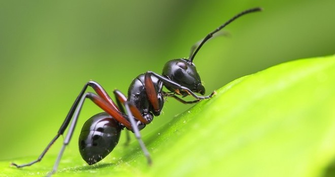 Perchè capita di sognare formiche?