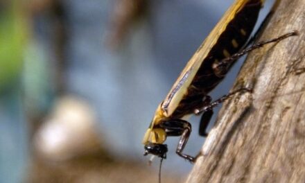 Sognare scarafaggi che significato ha?