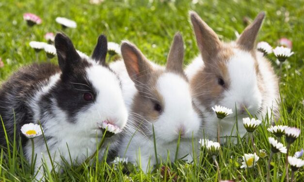 Sognare conigli: significati e interpretazioni